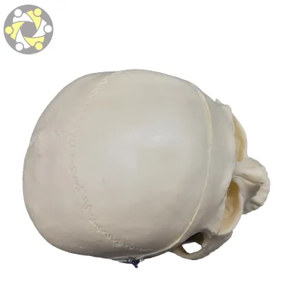 Life-Size Medical Science Plastic Skeleton Model for Teaching