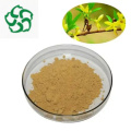 Forsythia Fruit Extract Powder 2%-5% Phillyrin