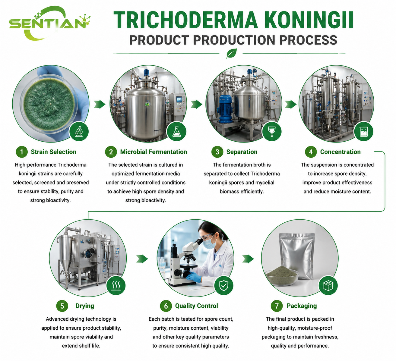 Trichoderma koningii（1）