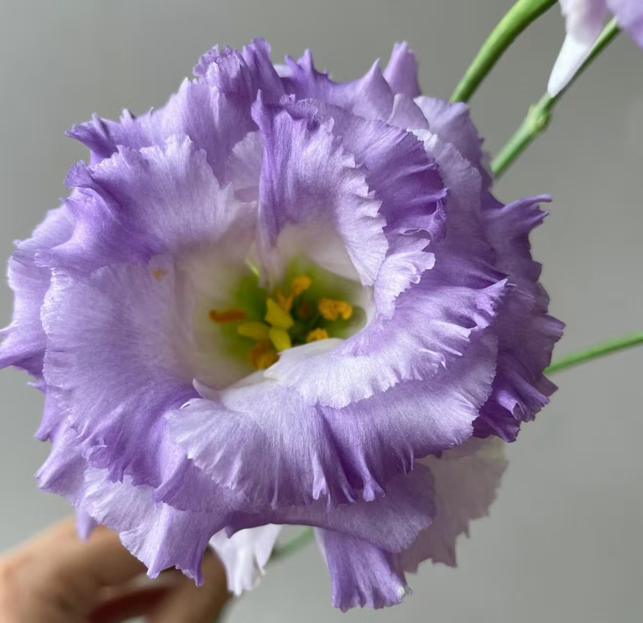 Dusty Gray Lisianthus