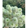 লণ্ঠন স্প্রে সাদা chrysanthemum