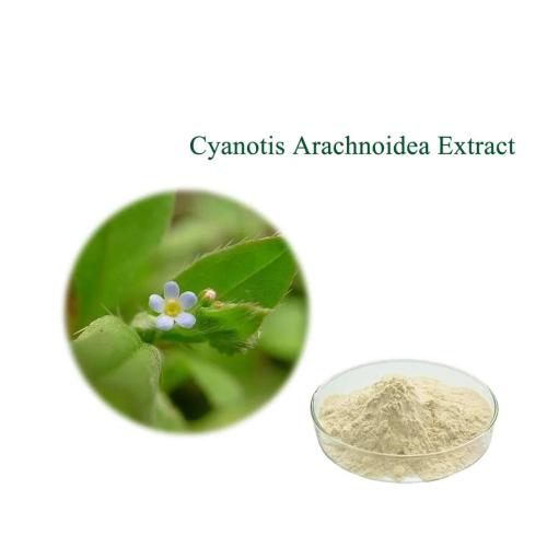 Cyanotis arachnoidea extract Ecdysone Ecdysterone powder
