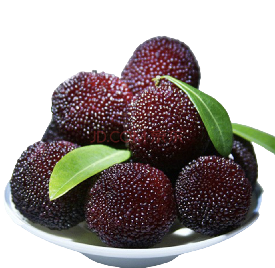 High Purity Myricetin Powder