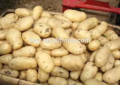 Fresh Potato From 2015 Autumn Crop