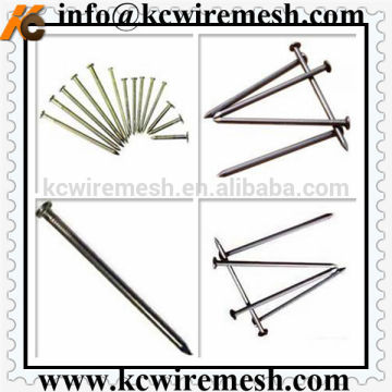 Polished Common Nails