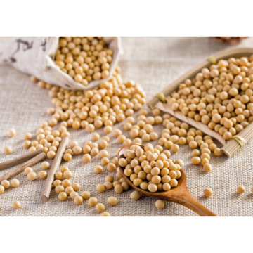 Soybean Extract Powder