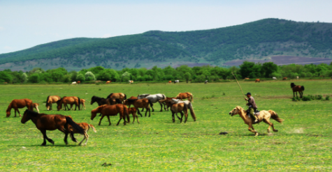 horse