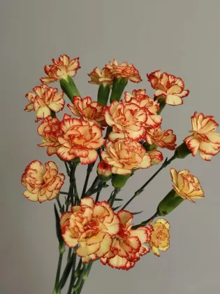 Spray carnation samba sunset yellow