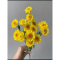 নানং লিটল গোল্ডেন তারকা