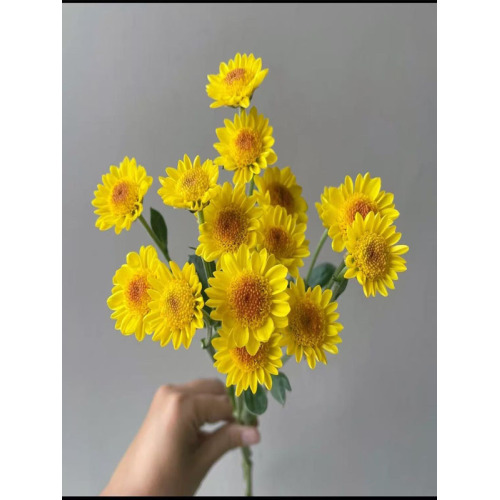 নানং লিটল গোল্ডেন তারকা
