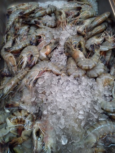 Frozen Shrimp