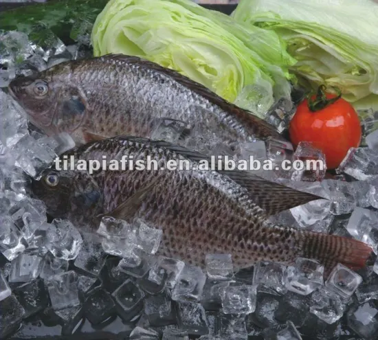 Frozen Fish Tilapia Gutted and Scaled,IQF,90%NW,10%Glazing