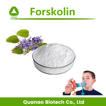 Weight Loss Coleus Forskohlii Extract Forskolin 1%-98%