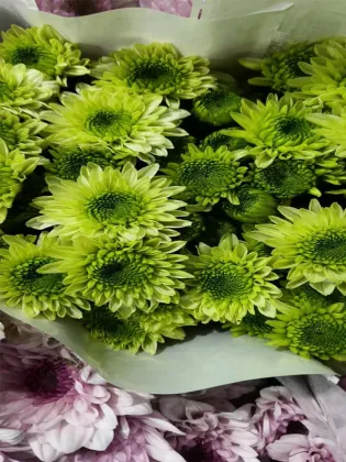 Green Cocoa pompon chrysanthemum