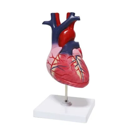 Life Size Heart Model: Educational Teaching Aid for Cardiac Science and Anatomy