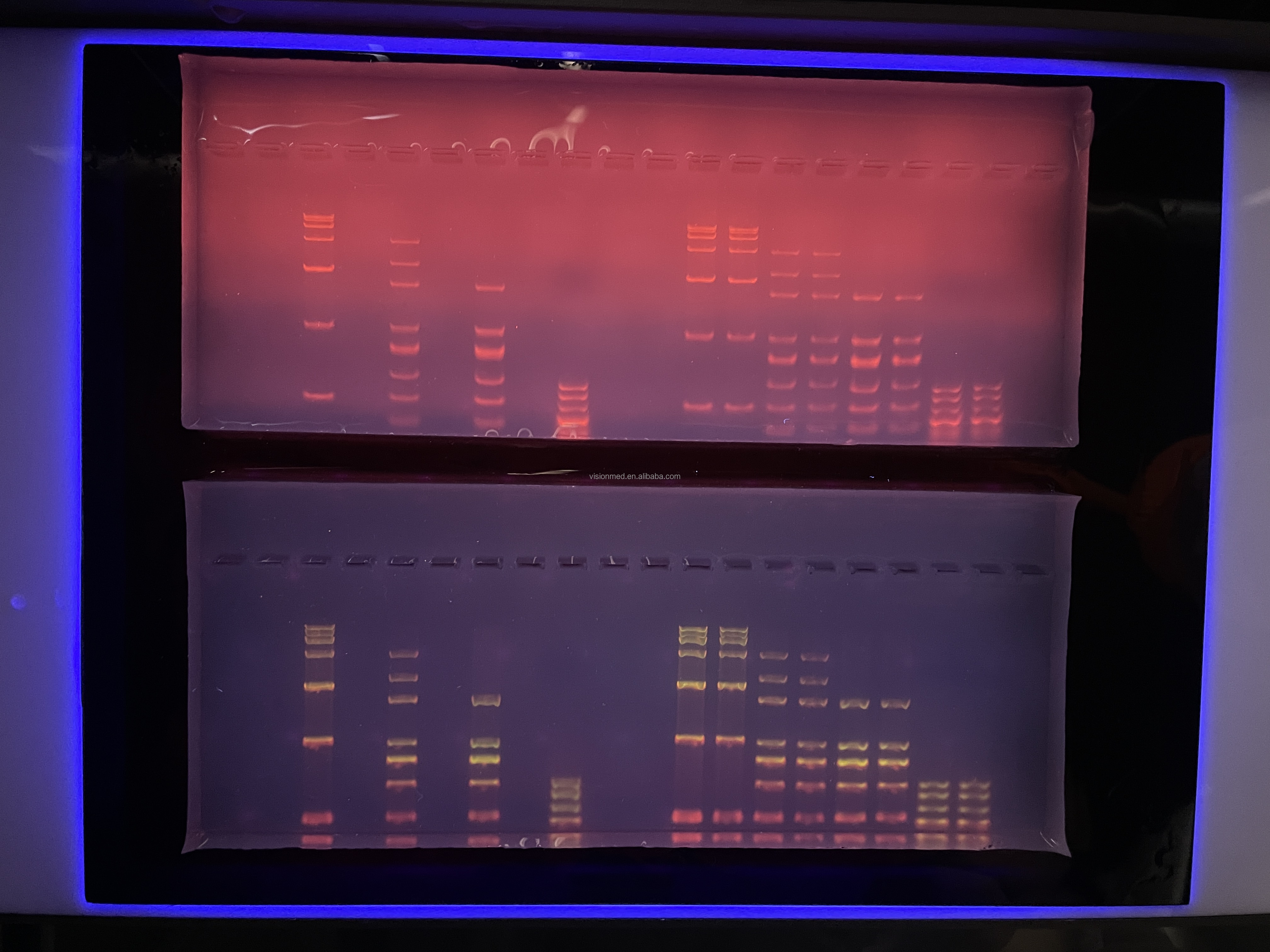 Biostellar Led Transilluminators สำหรับ Dna หรือ Rna Electrophoresis ...