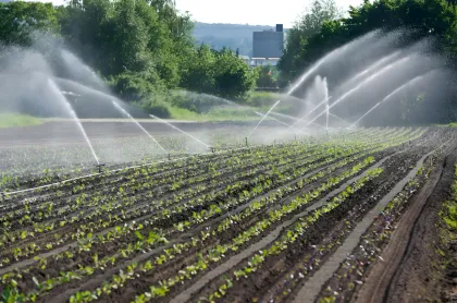 Water Soluble Organic Fertilizer Corn Steep Powder 42%