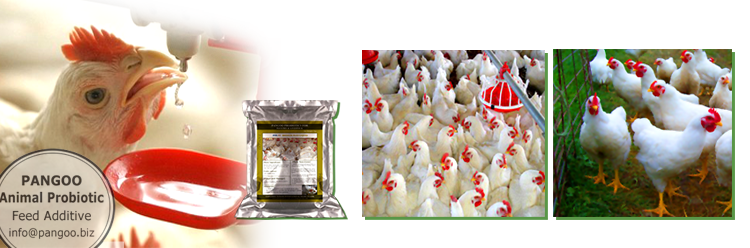 Poultry Probiotics