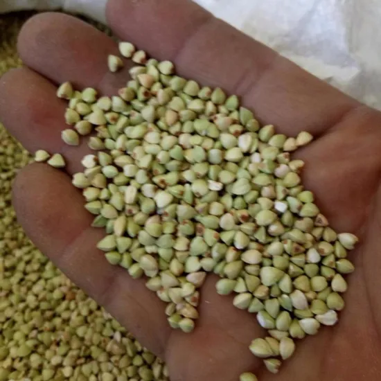 Green raw buckwheat groats