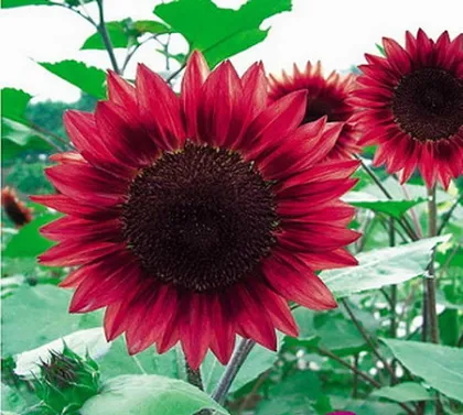 Famous Sunflower Seeds Brand High Quality For Cultivating