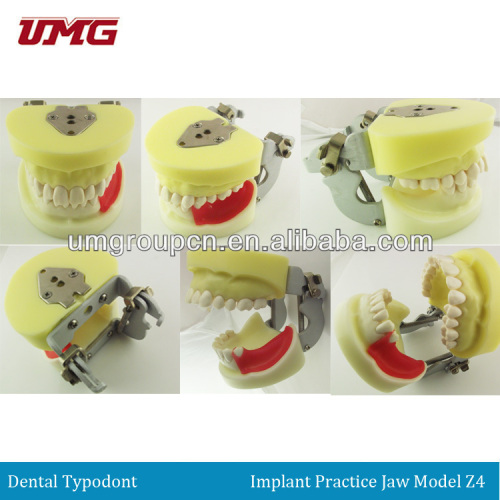 Dental implant practice jaw model,teeth model, dental supply