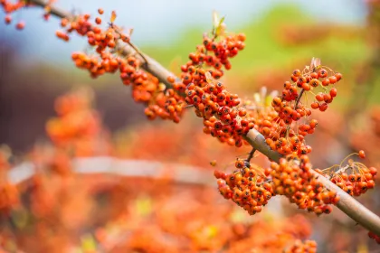 Seabuckthorn Extract Seabuckthorn Freeze-dried Powder