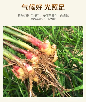 KOTSAM Honey Ginger Tea in Glass Jar