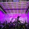 2 Channels Led Grow Light for Hemp Flowers