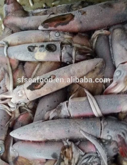 Frozen squid and Todarodes Pacificus