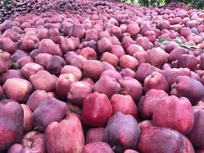 new crop huaniu apples