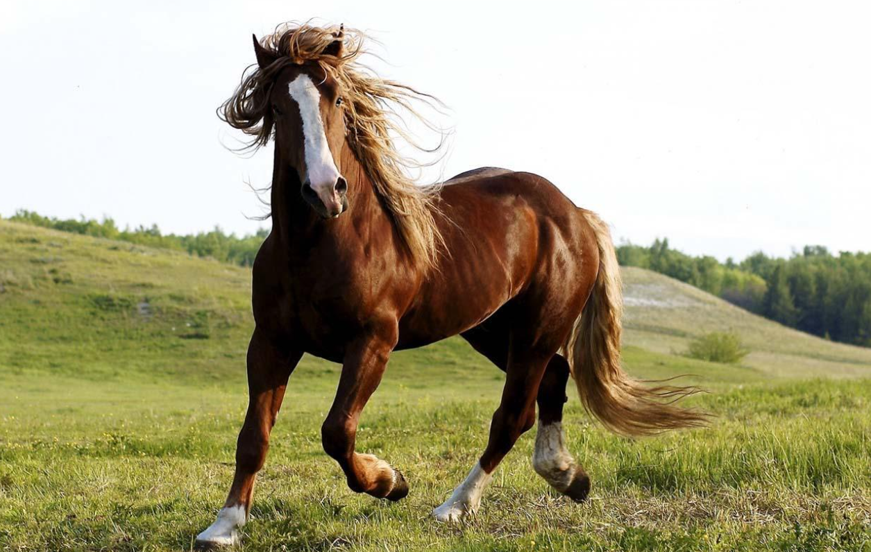 ultrasound machine for horses
