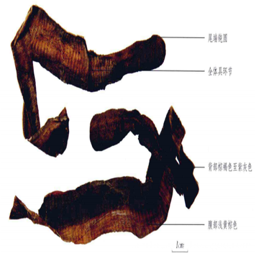 Natural Earthworm Geosaurus rainworm Pheretima dried body