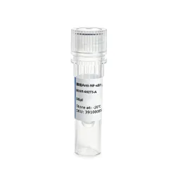 NF kappa B1 p105 p50 Rabbit Monoclonal Antibody