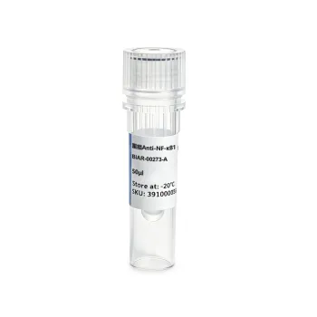 NF kappa B1 p105 p50 Rabbit Monoclonal Antibody