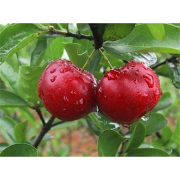 Best natural &Kosher Acerola Extract/ Acerola Cherry Extract Vitamin C