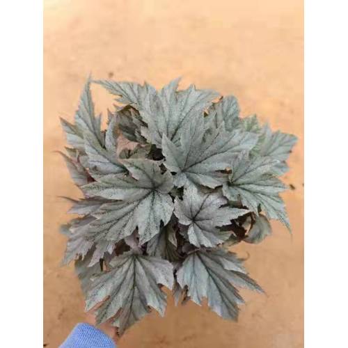 Bulk Begonia-1 para ibenta