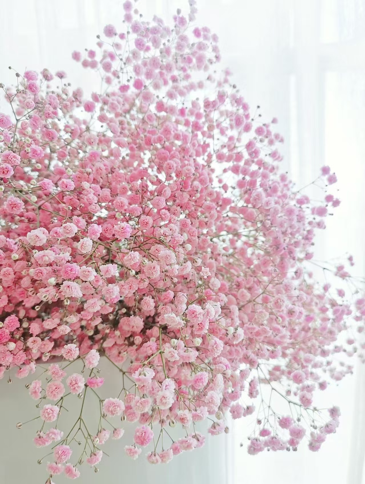 Pink Babybreath