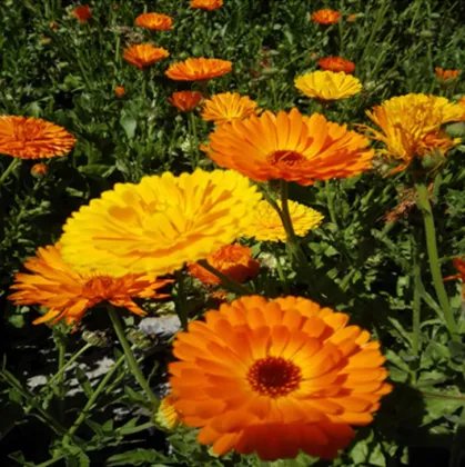 Calendula officinalis seeds for planting