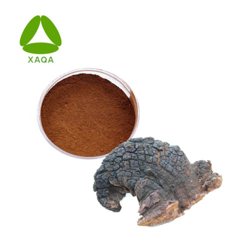 Natuurlijk Chaga Paddenstoel Extract Polysaccharide Poeder