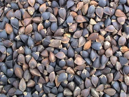 Chinese Buckwheat Yulin Origin (BW-001)