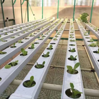Professional NFT Hydroponic Channel Systems for Commercial Vegetable Growing - 10x5cm Soilless Hydroponics