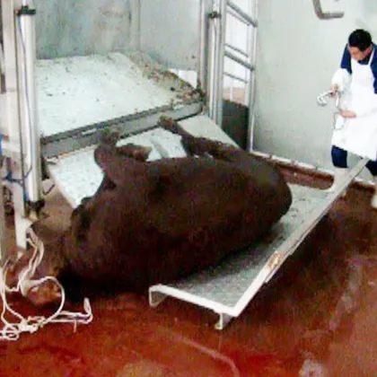 Living Cattle Ritual Killing Box