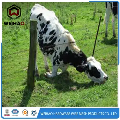 Rural barbed fence wire