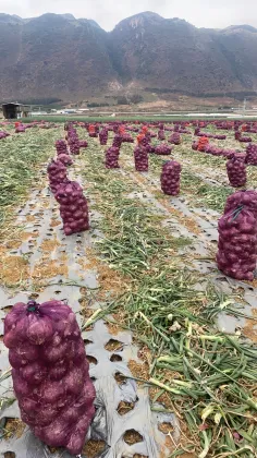 Farm Fresh Ecological Red Onion