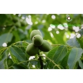 Bahan -bahan kegemaran chef pastri walnut kernel