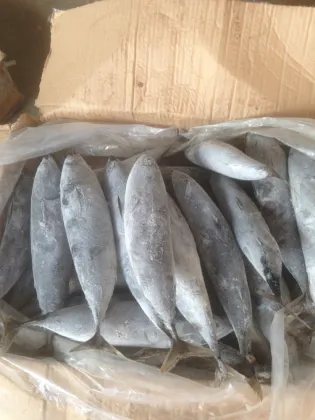 sea frozen bonito tuna