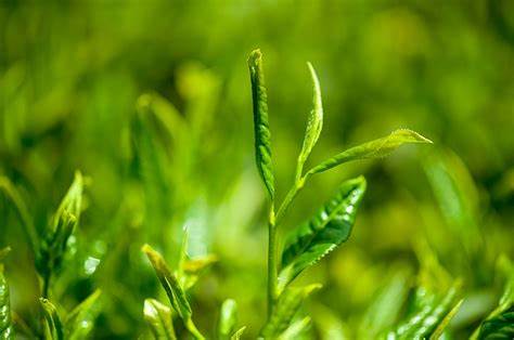 green tea