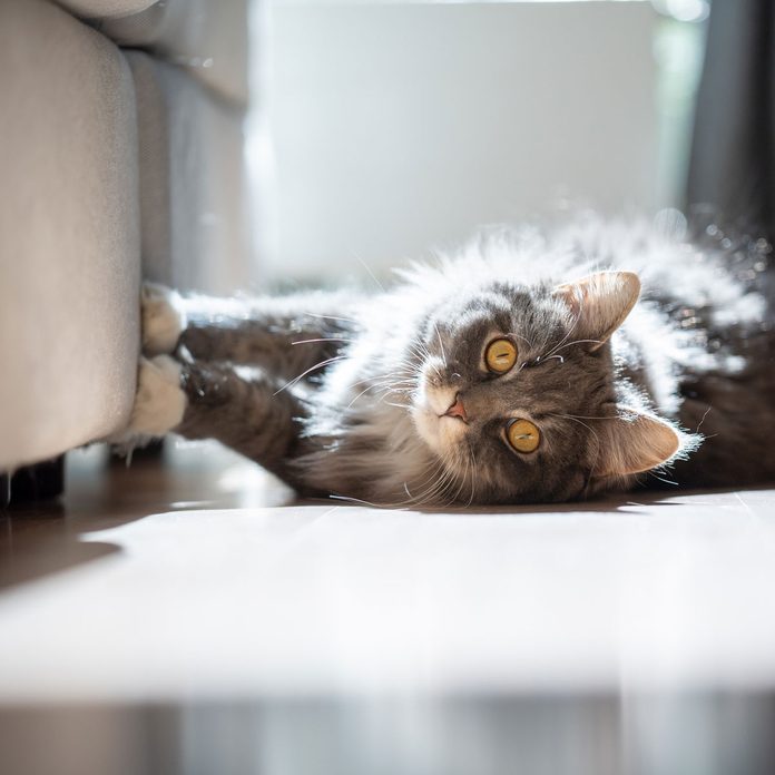 cat-scratching-couch-GettyImages-1215210355