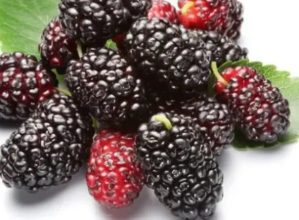 Mulberry Fruit Juice Powder