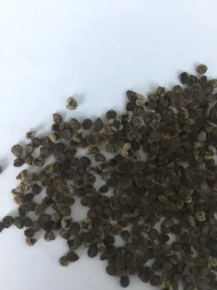 Flower seeds information